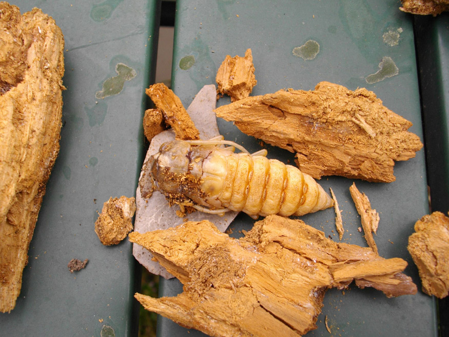 grossa larva xilofaga: Ergates faber